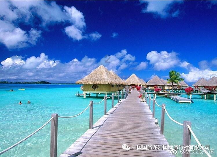 逃离金刚鹦鹉森林
